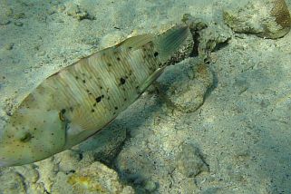 Cheilinus lunulatus - Besenschwanz-Prachtlippfisch (Besenschwanz)